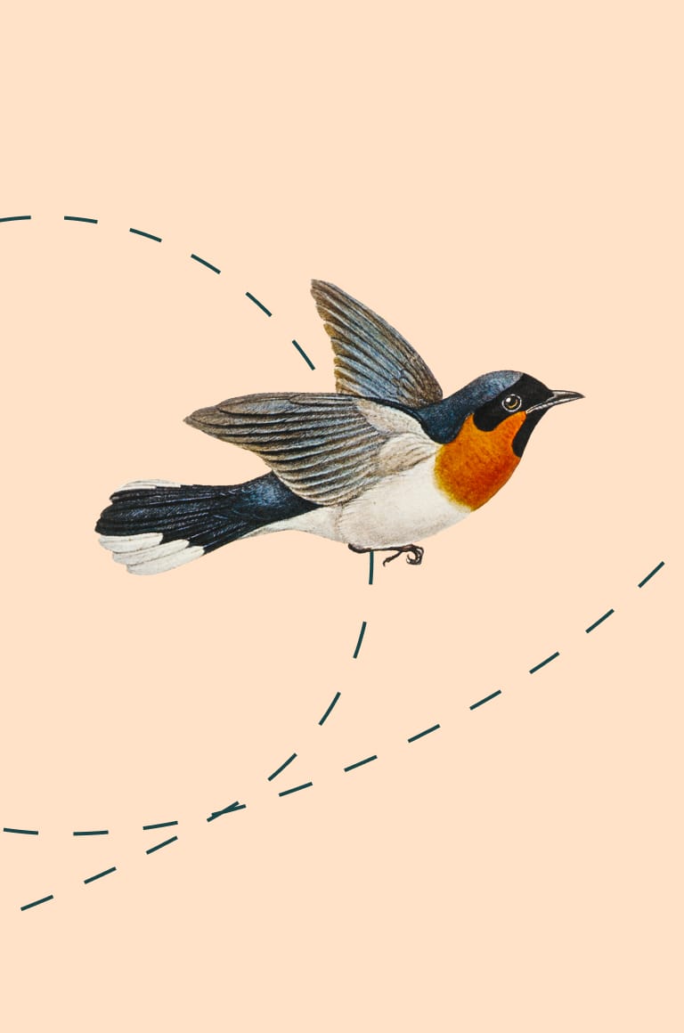 Illustration eines fliegenden Vogels.